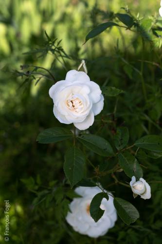 Copyright: François Fogel